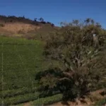Rota do Vinho em SP: Espirito Santo do Pinhal se Transforma em Polo de Luxo e Investimentos de R$ 1 Bilhão