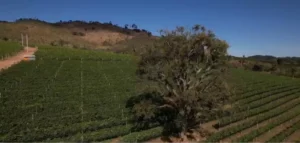 Rota do Vinho em SP: Espirito Santo do Pinhal se Transforma em Polo de Luxo e Investimentos de R$ 1 Bilhão